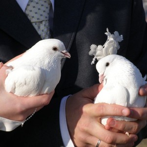 Білі голуби на Весілля, фото 10