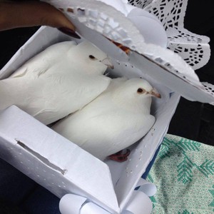 Білі голуби
