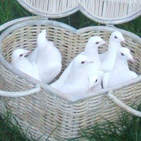 Білі голуби на весілля, фото 2