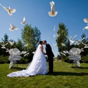 Білі голуби на Весілля, фото 5