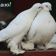 Білі голуби на Весілля, фото 7