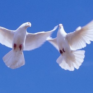 Білі голуби на Весілля, фото 3