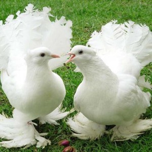 Білі голуби на Весілля, фото 6
