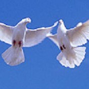 Білі голуби на Весілля, фото 14