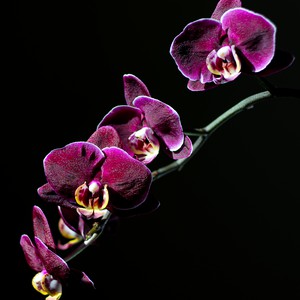 orchideus