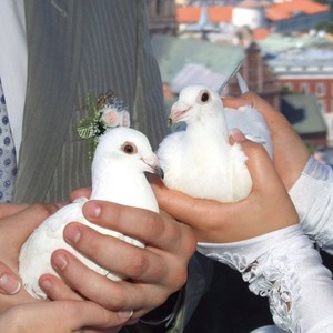 Білі голуби на весілля у Львові, фото 2